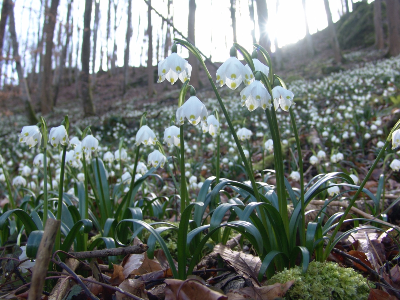 Märzenbecherblüte, Fotografie: Katrin Ströhle; Biosphärengebiet Schwäbische Alb