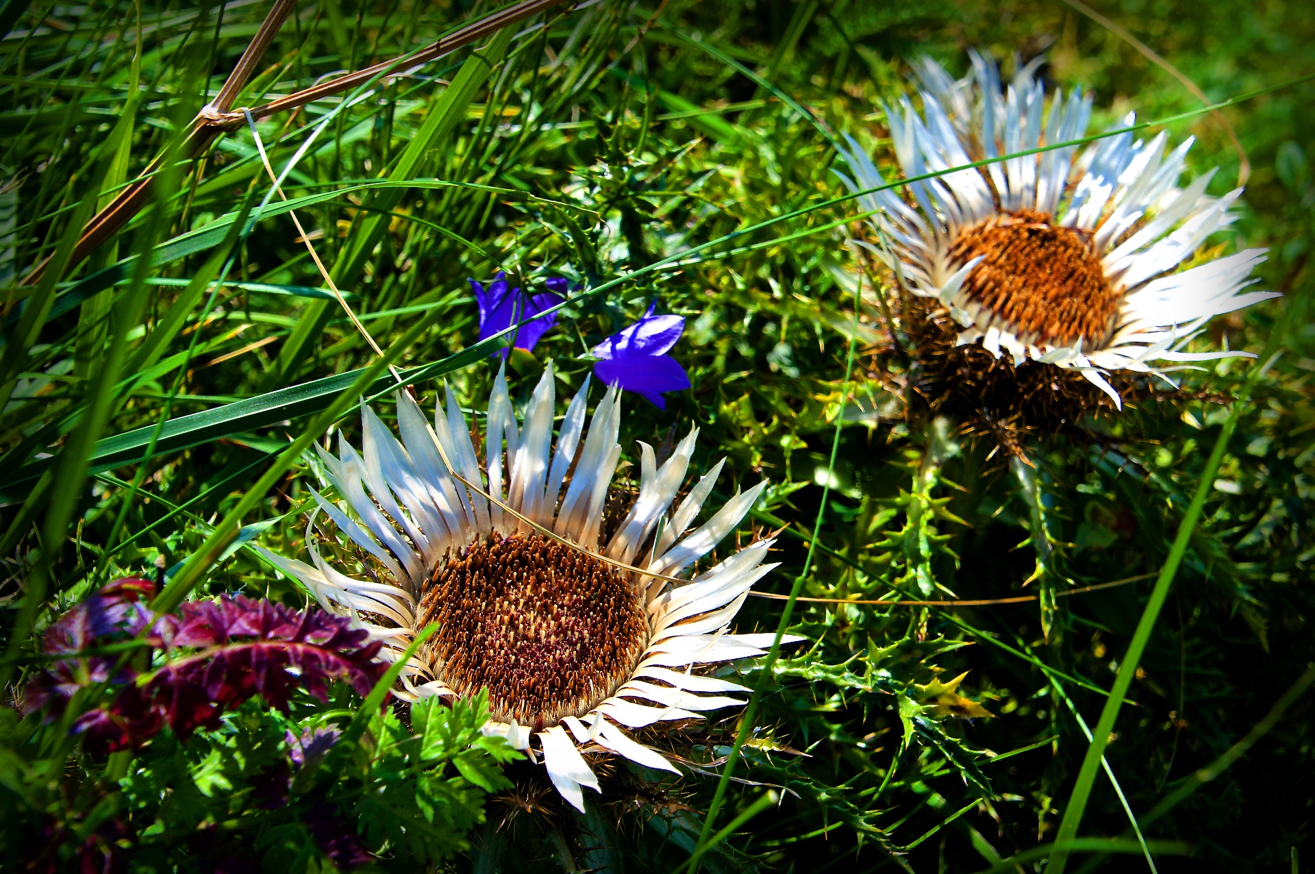 Silberdistel